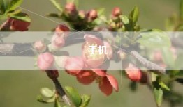 啇手机