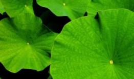 可持续发展青年科学家奖获得者：看见青年科研力量